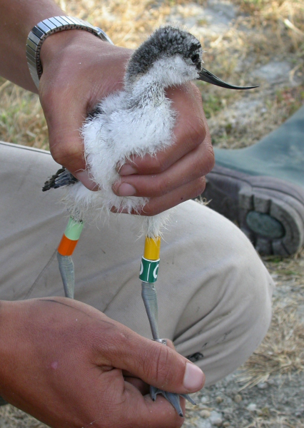 Baguage poussin d'avocette élégante